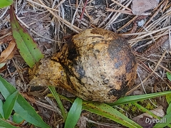 Pisolithus arhizus