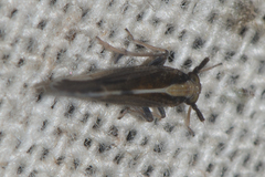 Delphacidae