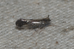 Delphacidae