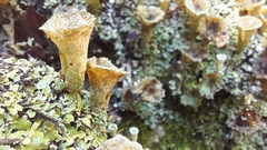 Cladonia pyxidata