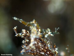 Hippolyte leptocerus