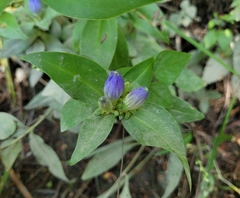 Gentiana clausa