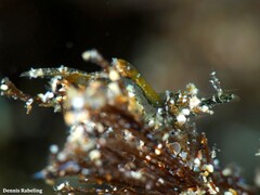 Hippolyte leptocerus