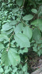 Alnus serrulata