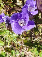 Gentianopsis crinita