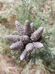 Petrophile canescens