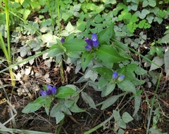 Gentiana clausa