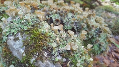 Cladonia pyxidata