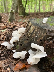 Pseudohydnum gelatinosum