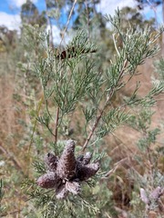 Petrophile canescens