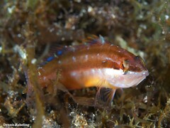 Serranus papilionaceus