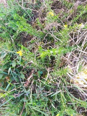 Ulex