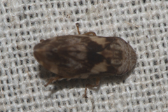 Aphrophoridae