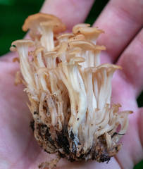Agaricomycetes