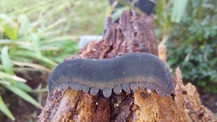 Peripatopsis capensis