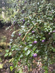 Rhaphithamnus spinosus