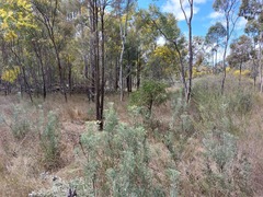 Petrophile canescens
