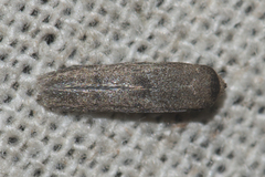 Blastobasidae