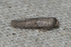 Blastobasidae