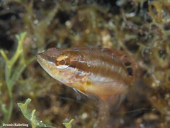 Serranus papilionaceus