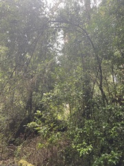 Rhaphithamnus spinosus