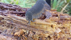 Peripatopsis capensis