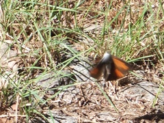 Curetis acuta paracuta