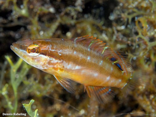 Butterfly-winged Comber