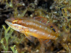 Serranus papilionaceus