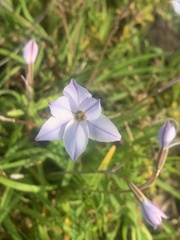 Ipheion