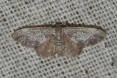 Idaea