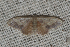 Idaea