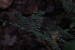 Adiantum pedatum