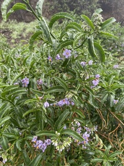 Solanum crispum