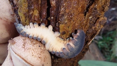 Peripatopsis capensis