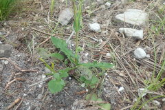 Senecio cymbalarifolius