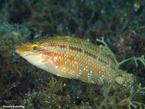 Emerald Wrasse