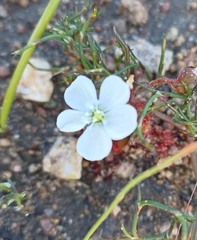 Drosera trinervia