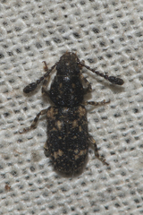 Eucorynus