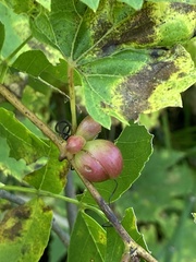 Ampelomyia vitispomum