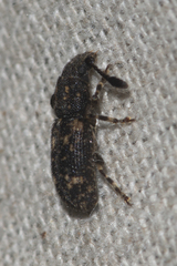 Eucorynus
