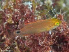 Symphodus mediterraneus