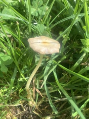 Bolbitius