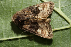 Euplexia lucipara