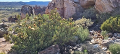 Protea glabra