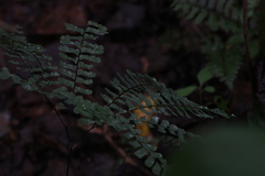 Adiantum pedatum