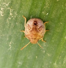 Peribalus strictus strictus