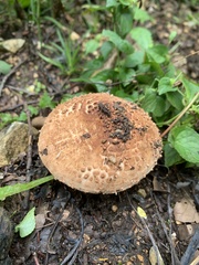 Echinoderma