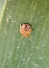 Peribalus strictus strictus