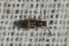 Philonthus variipennis